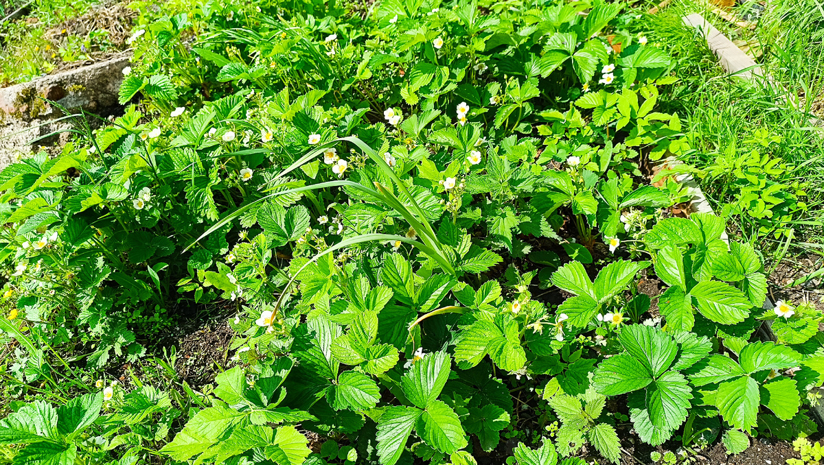 Грядка с клубникой.