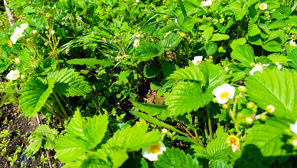 На грядке тоже клубника очень хорошо цветёт.