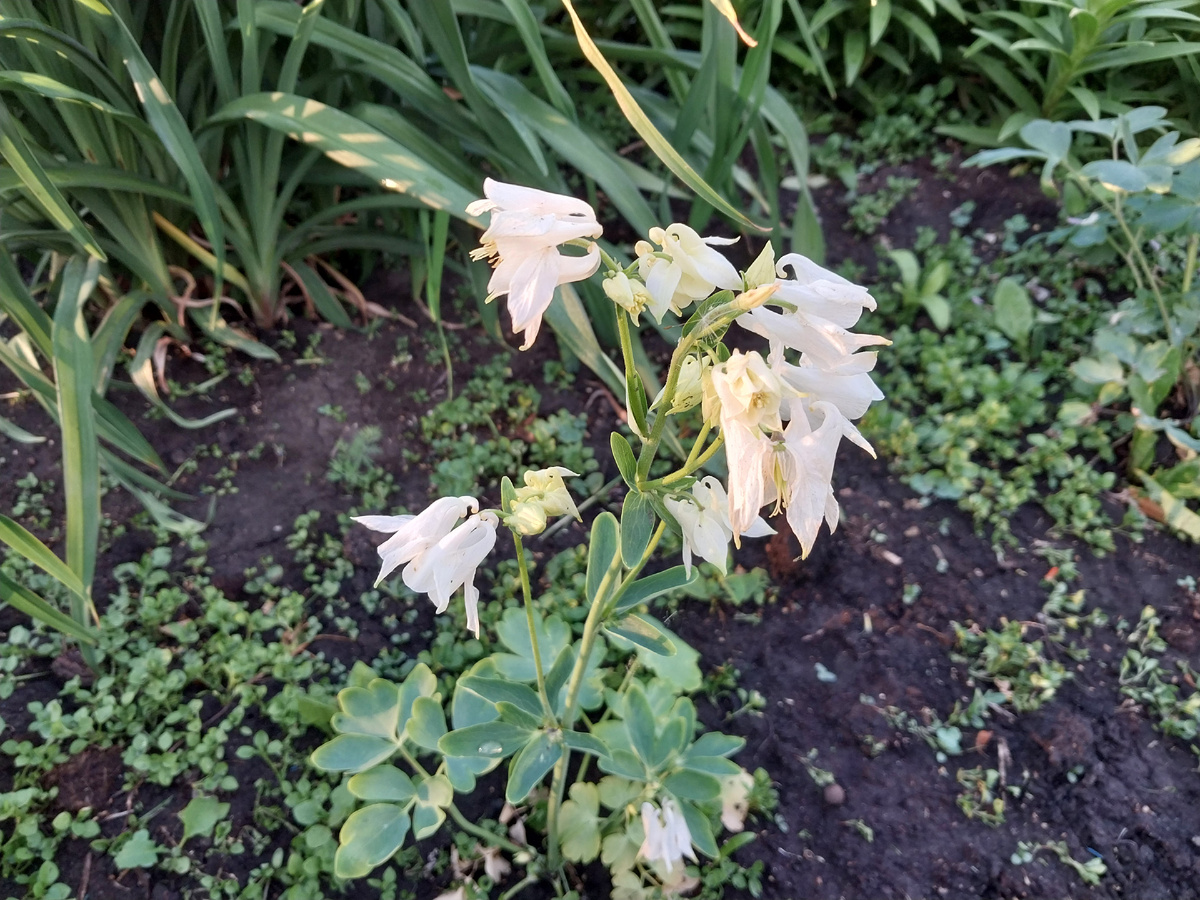 Белая аквилегия.