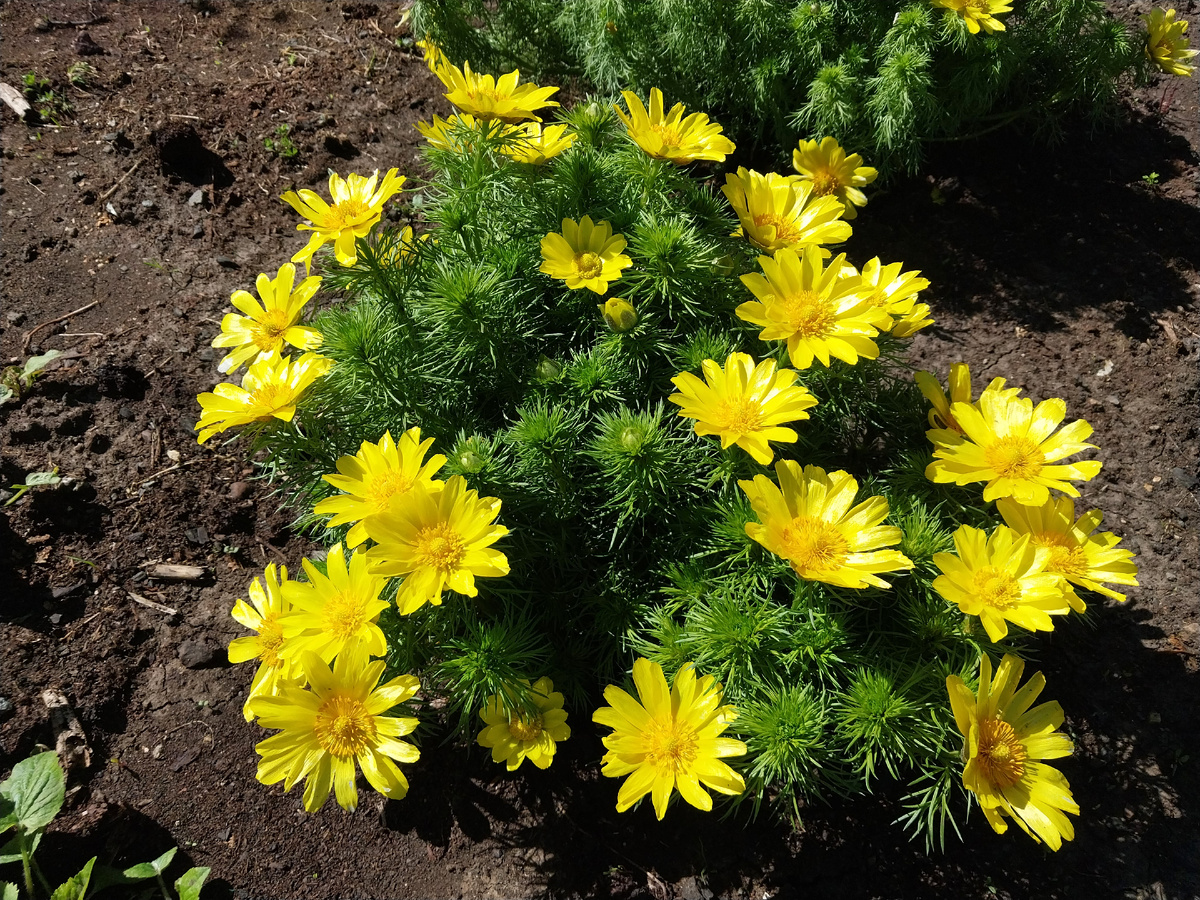 Адонис, он же горицвет, он же стародубка.