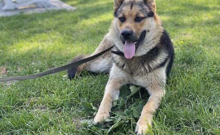    тг Зоомама Дзен