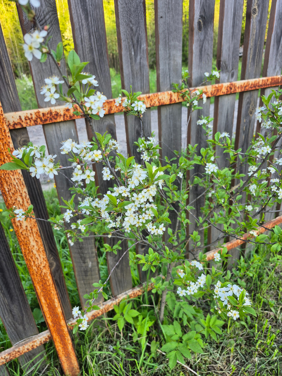 Вишня, фото от 30 мая