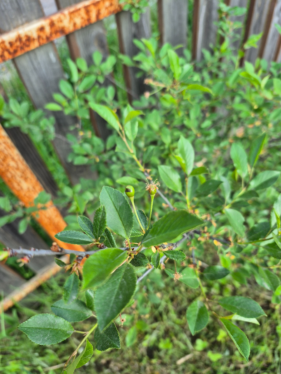 Эта же вишня, фото от 7 июня