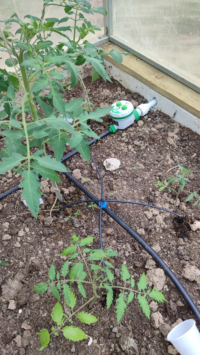 Ооочень странно, но томаты ух как растут от ледяной воды 😅
