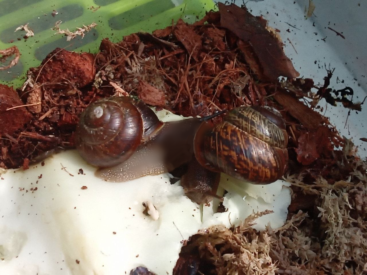 Arianta Abrustorum (Арианта Абрусторум) - небольшая улитка, почти всегда одного и того же оттенка раковины и ноги. Почти нет разнообразия в цветах. Мое фото. Улитка были взяты для изучения, позже возвращены в естественную среду обитания