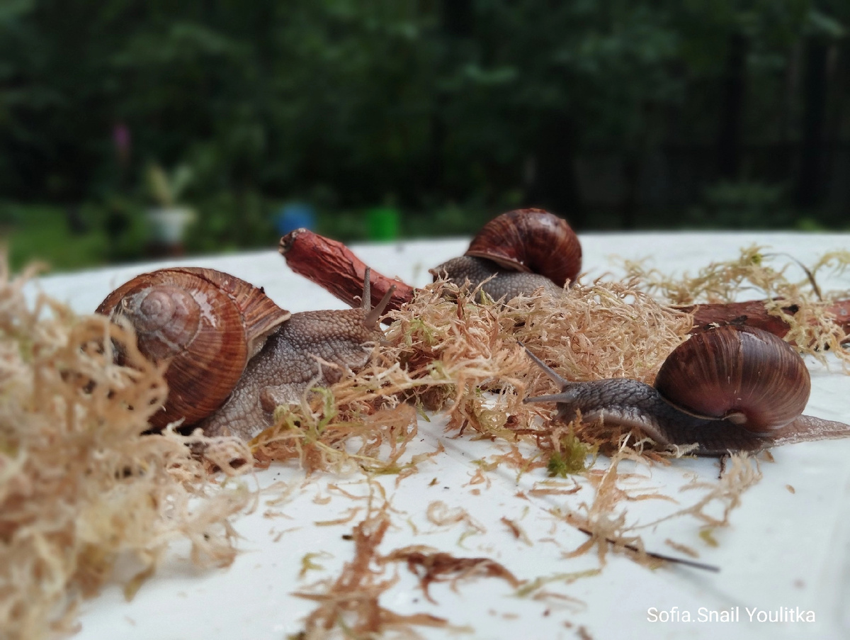 Виноградная улитка или же Helix Pomatia (Хеликс Поматия) - более крупная. Внизу справа - более молодая особь. Мое фото. Эти улитки были взяты исключительно для фотосессии, далее - возвращены в естественную среду обитания.