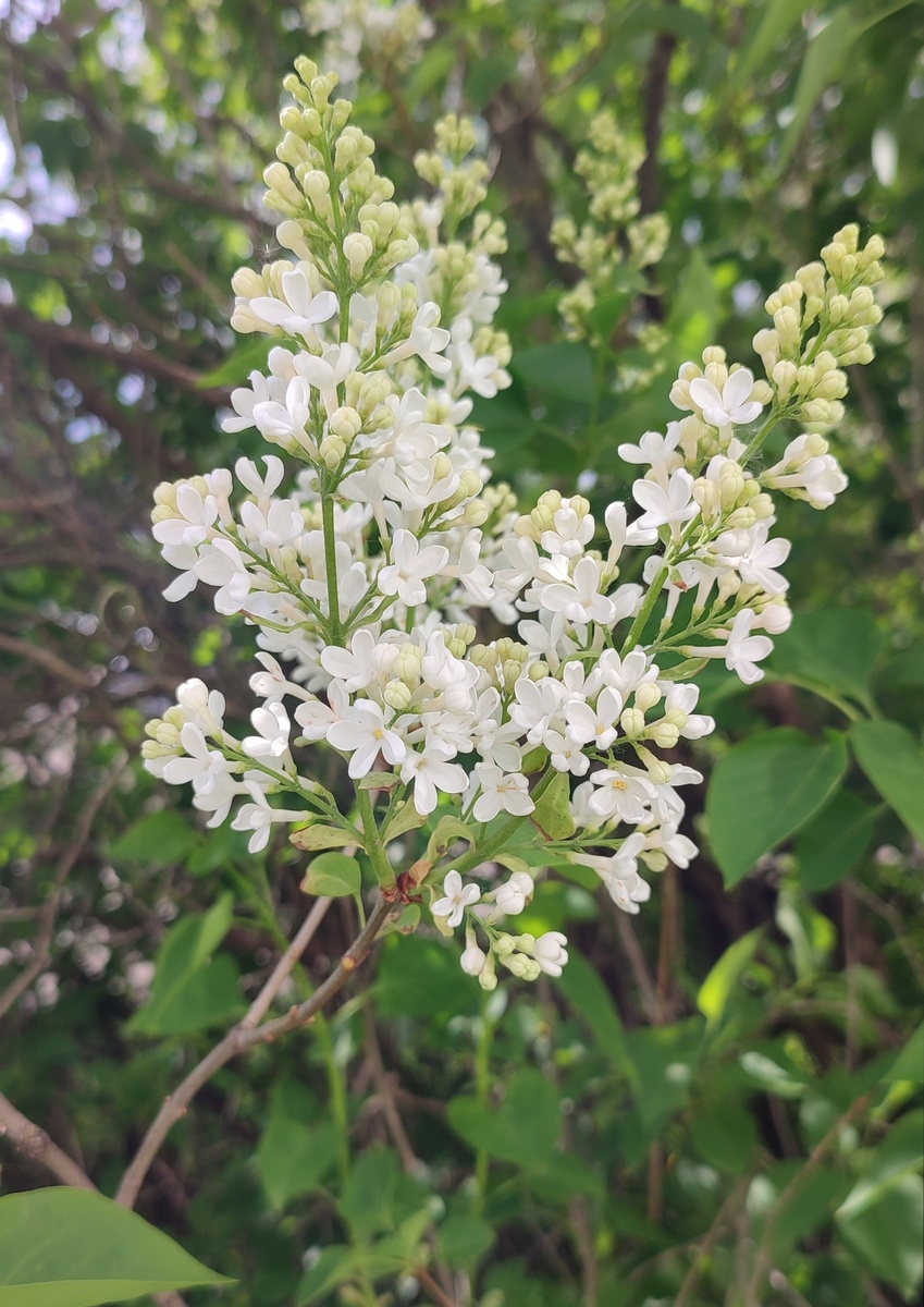 Белая сирень. Фото автора