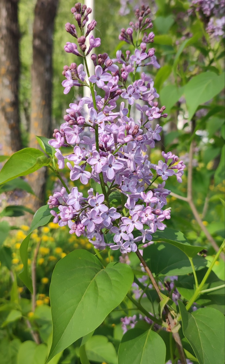 Сирень. Фото автора