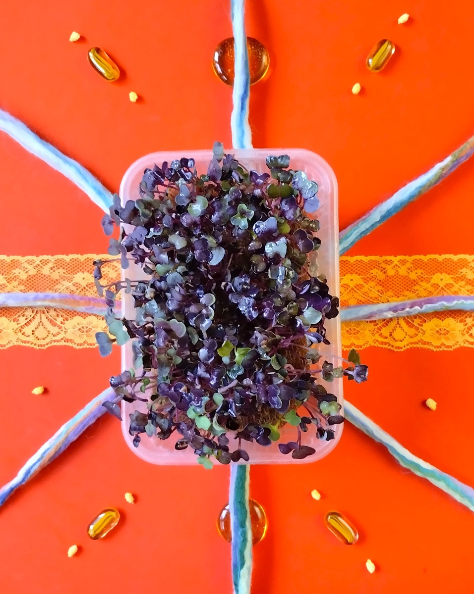 Микрозелень редиса САНГО.