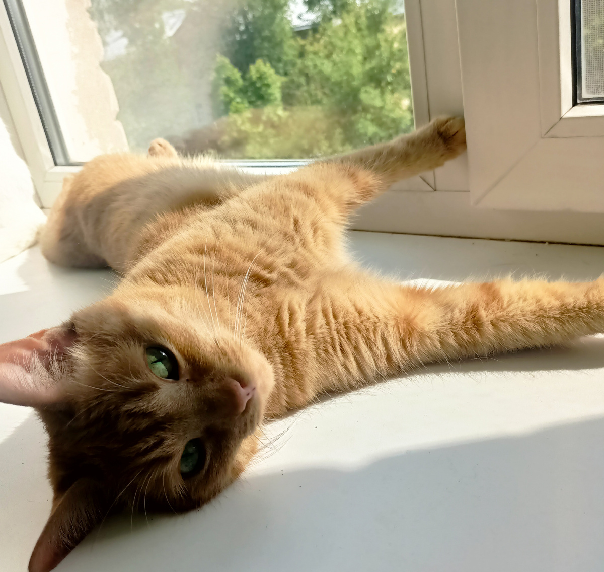 Коты тоже умеют обижаться.