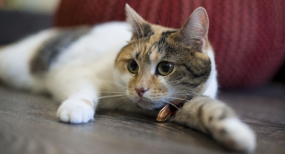    Медиасток.рф