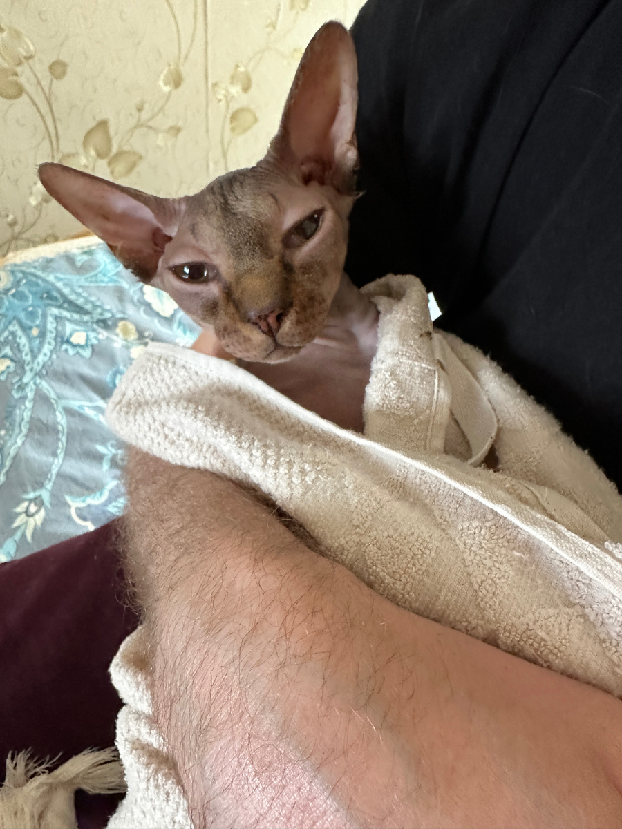 Фото автора. Рамзес после купания на руках у любимого папы. В глазах немой вопрос: Ну зачем ты это снова сделала?