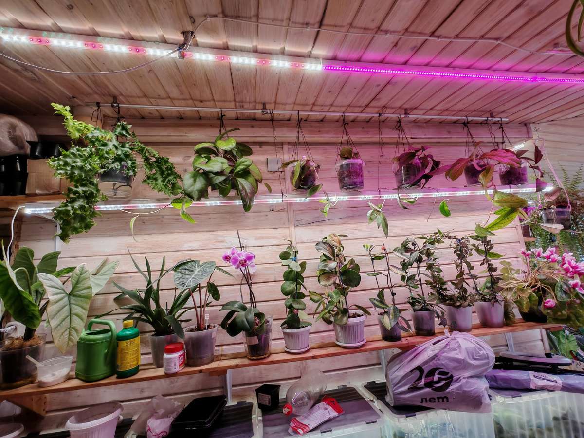 Фото левой пяткой маме было вообще не про цикламен - но справа его видно - уже отцветал