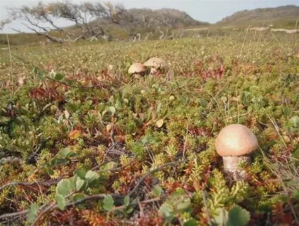 Видите растение с резными листьями — это и есть ерник.