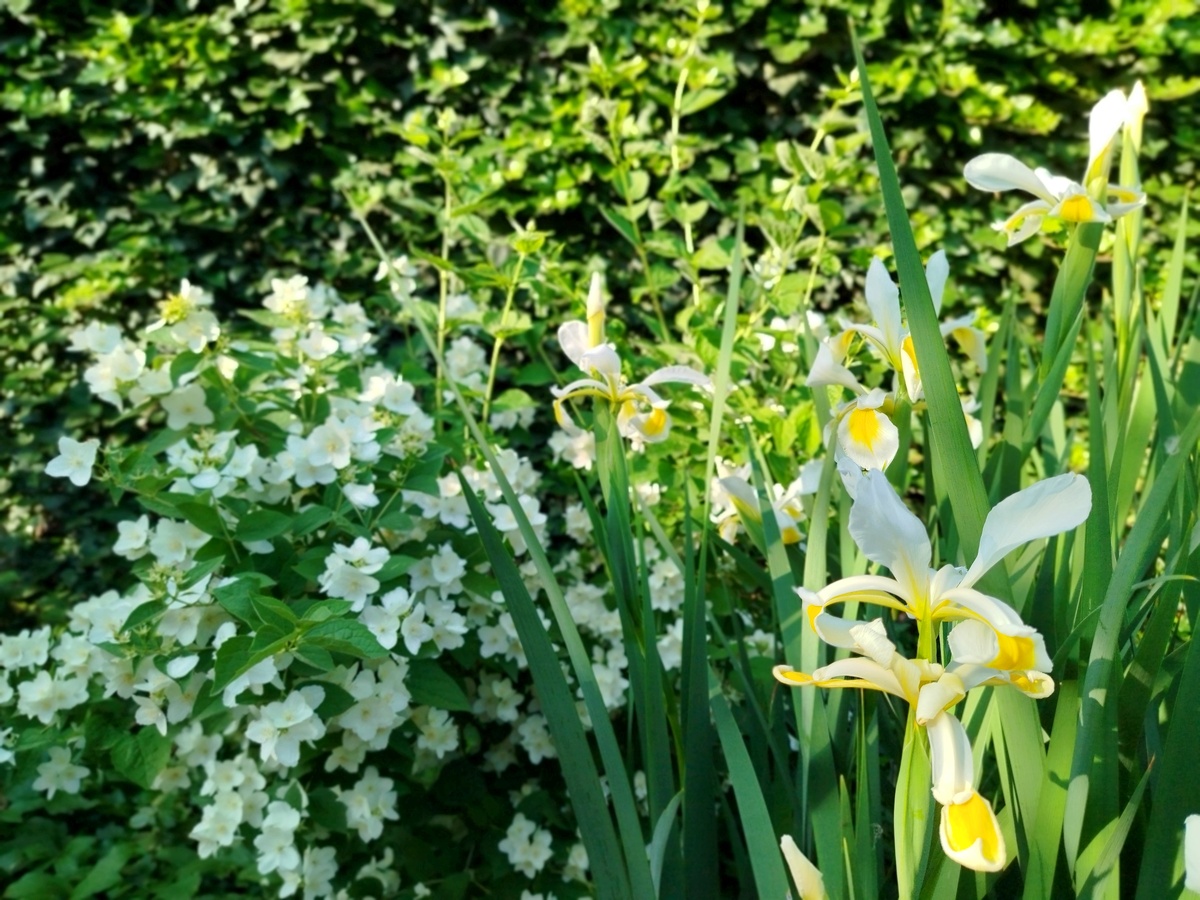 Ирис сибирский спуриа