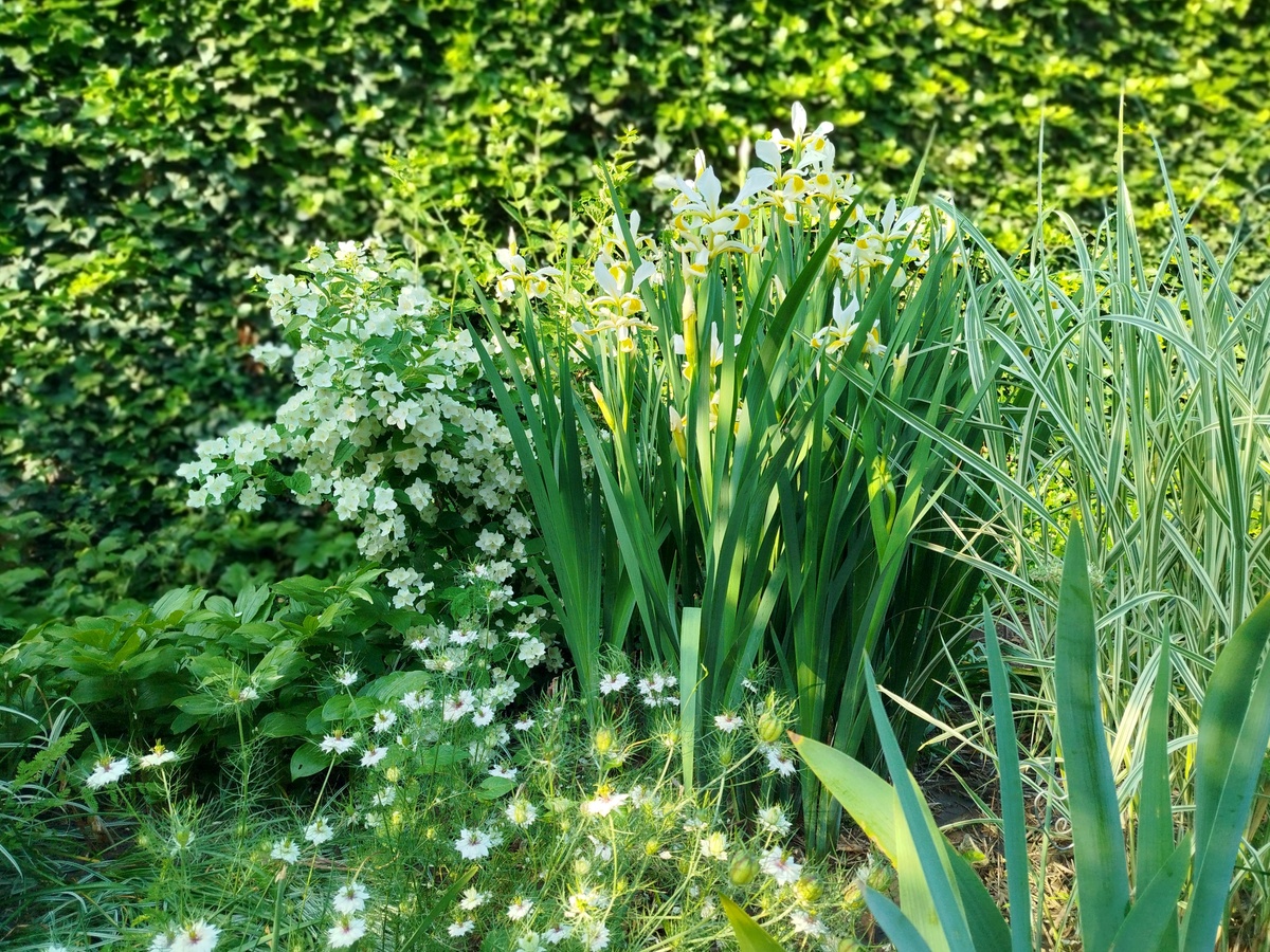 Ирис сибирский спуриа