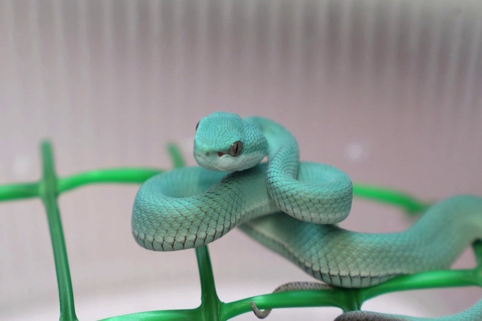    В Московском зоопарке появился на свет детеныш редкой ядовитой змеи Московский зоопарк