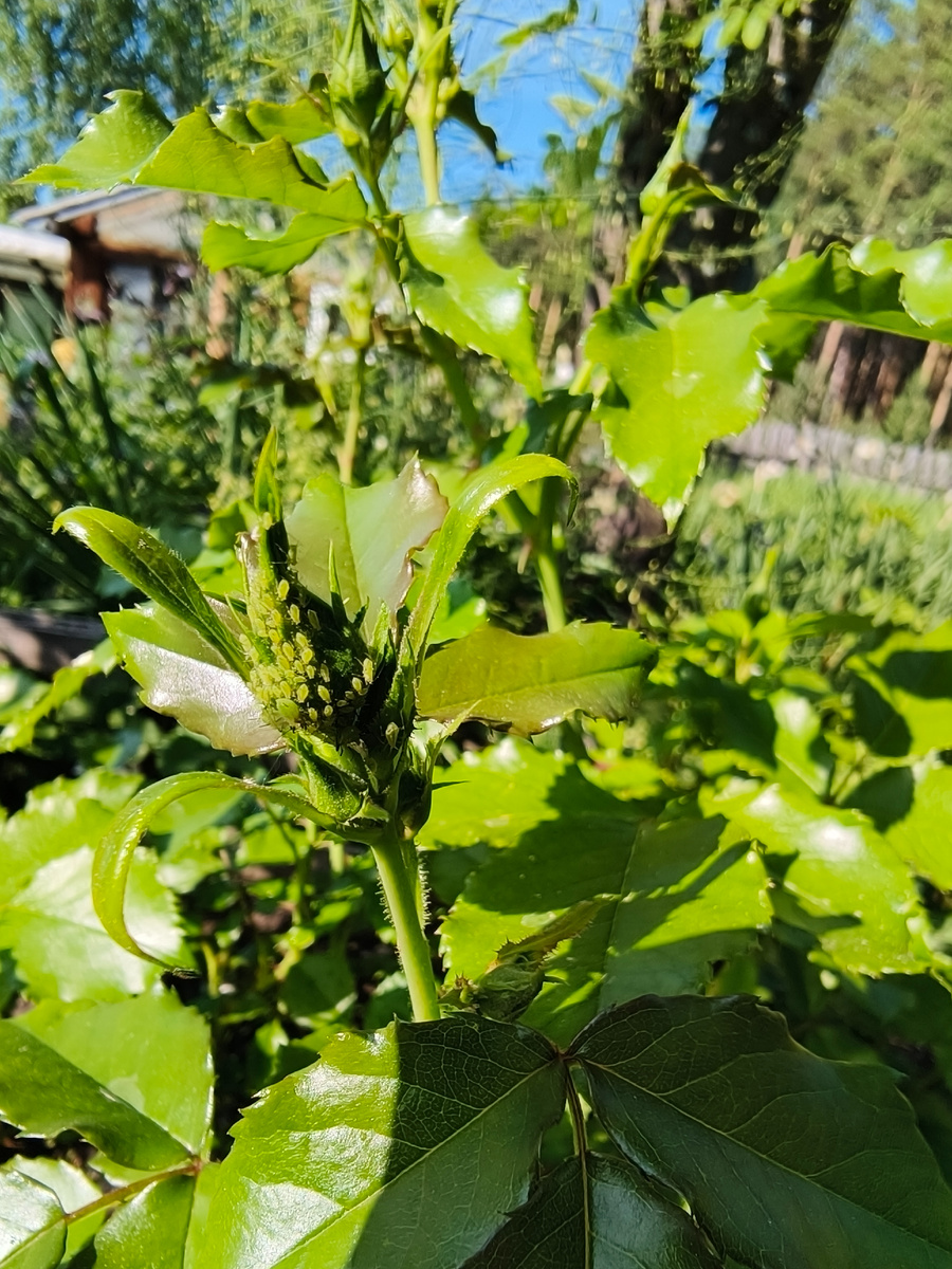 Тля всегда обитает на молодых побегах и бутонах.
