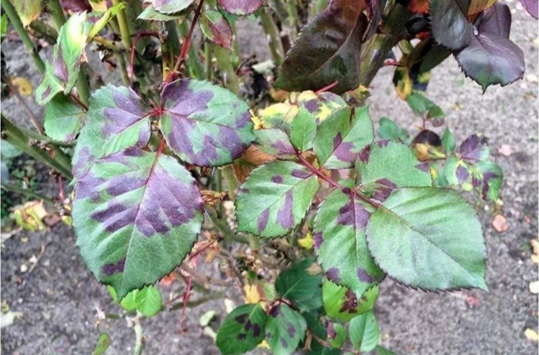 ЛМР на розе. Фото из открытых источников