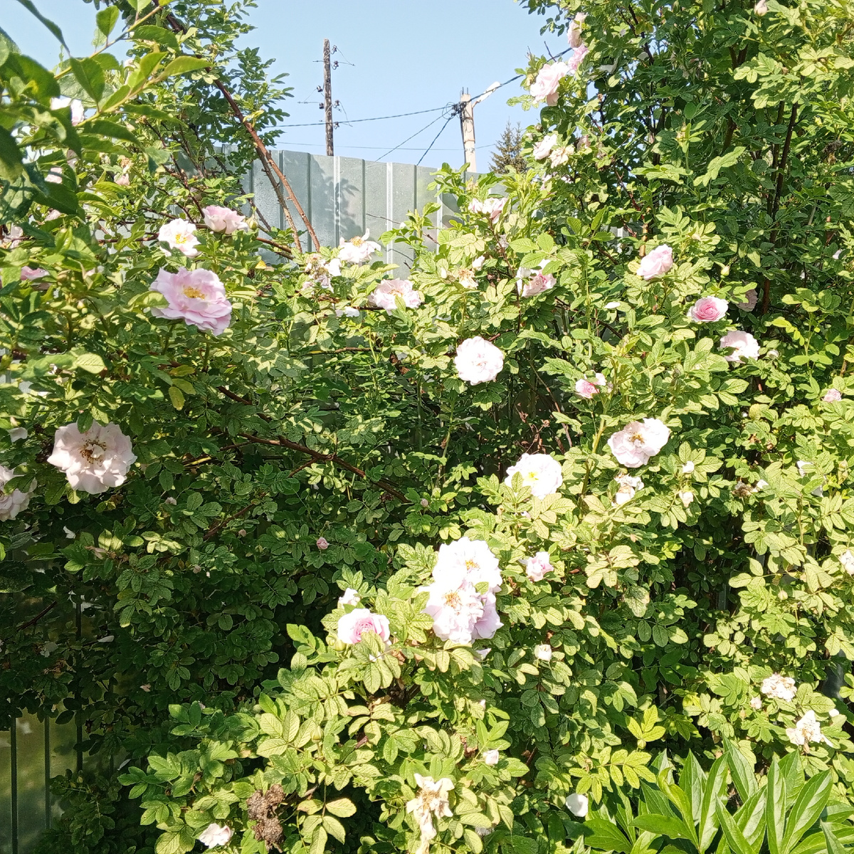 Чайная роза