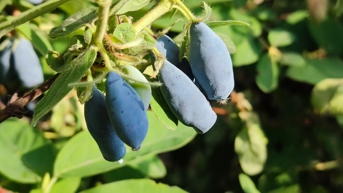 Однако многие садоводы сталкиваются с трудностями при выращивании жимолости.
