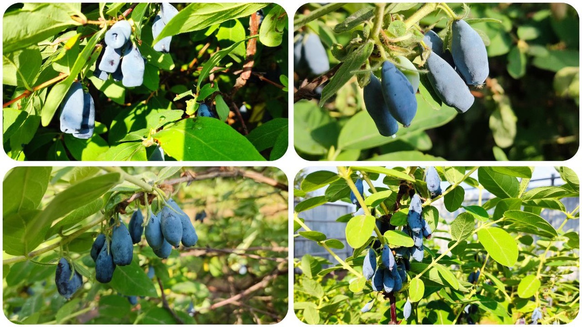 Существует множество сортов плодовой жимолости, которые отличаются вкусом, размером ягод и сроками созревания. 