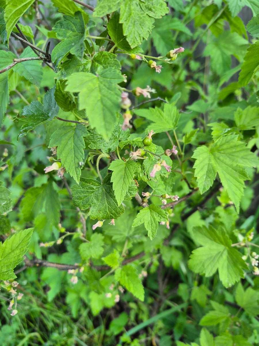 "Местная" смородина
