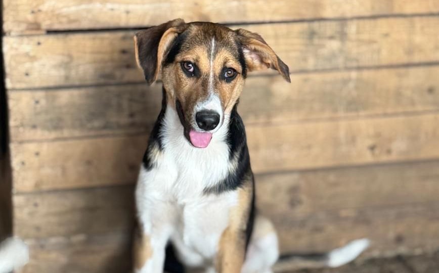 Группа Альфа