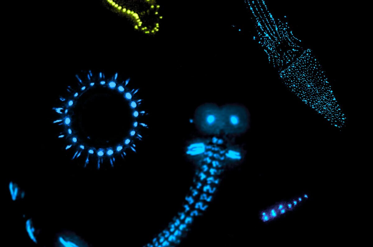 Глубоководная биолюминесценция — очень распространенное явление / © vox.com