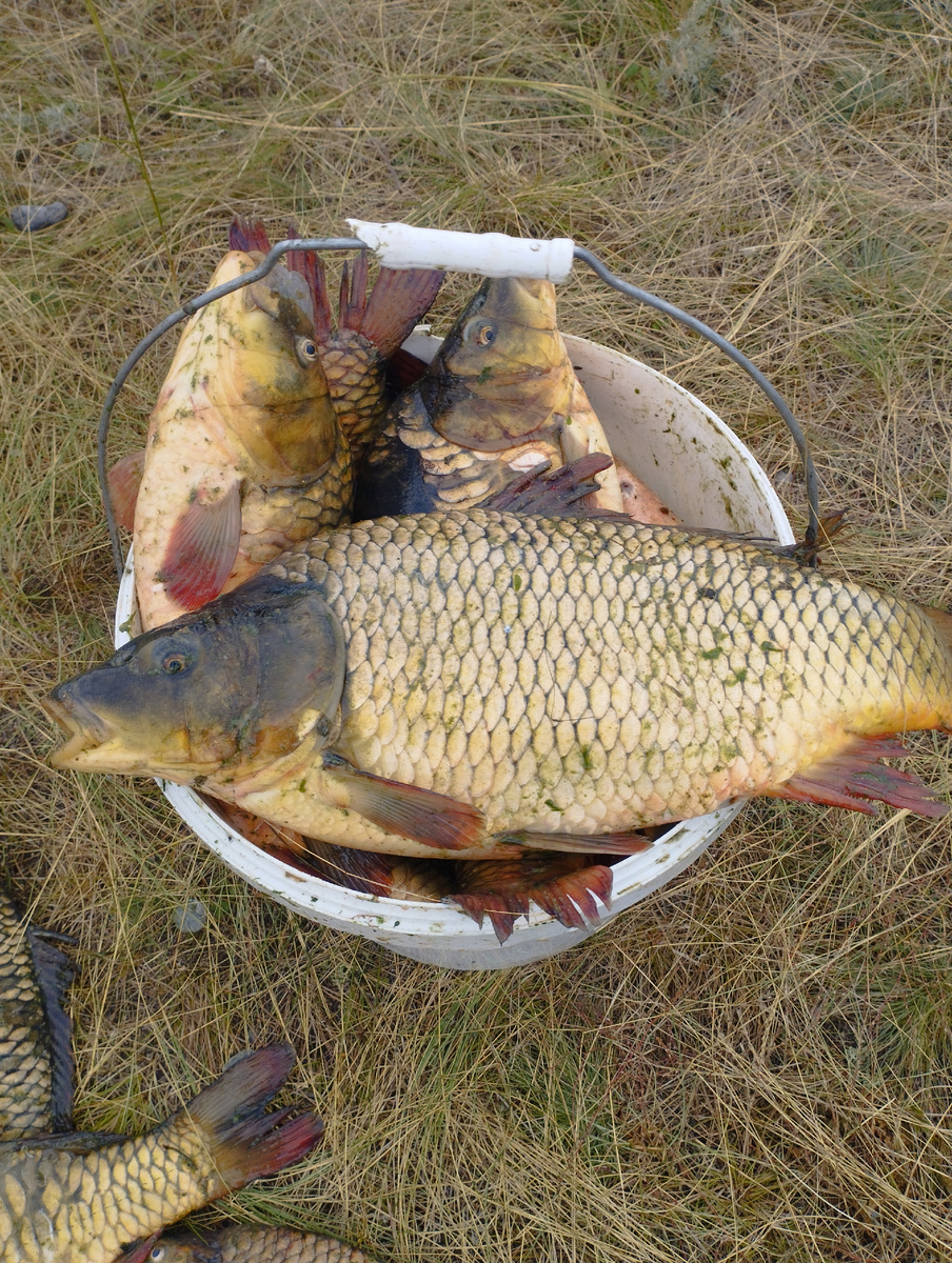 Подросла рыбка