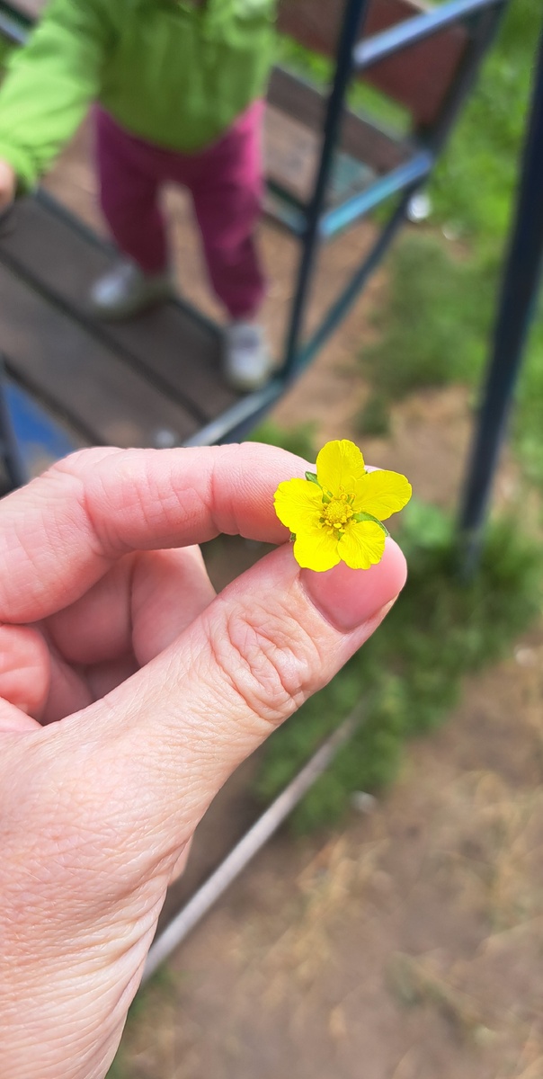 Макарушка подарил