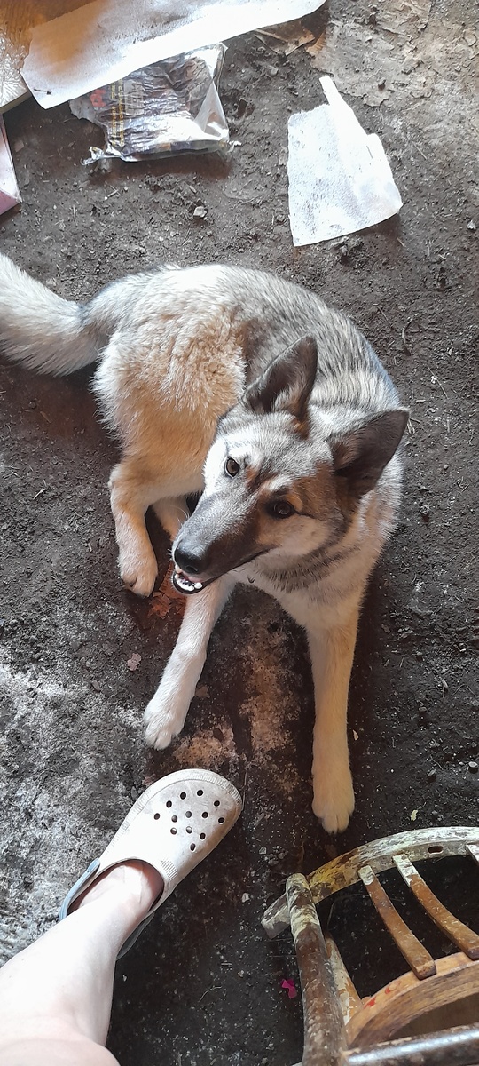 Тайга помогает чинить гараж