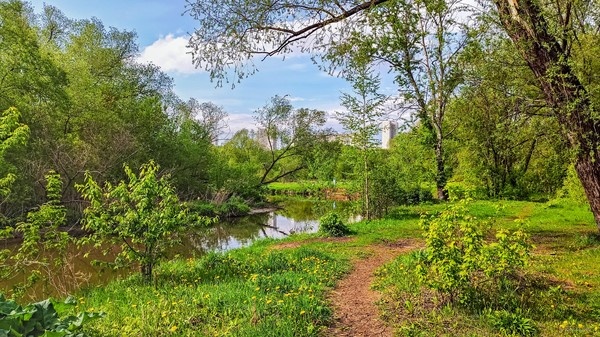 Идёшь себе и идёшь, вот и дороги нет, светит солнце, тропа ведёт тебя 
вперёд, под пение птиц ... Все заняты своим делом, эх лето ... С 
Воскресением Вас! С Праздником!   

По дороге ... Сетунь, Москва ...   

  