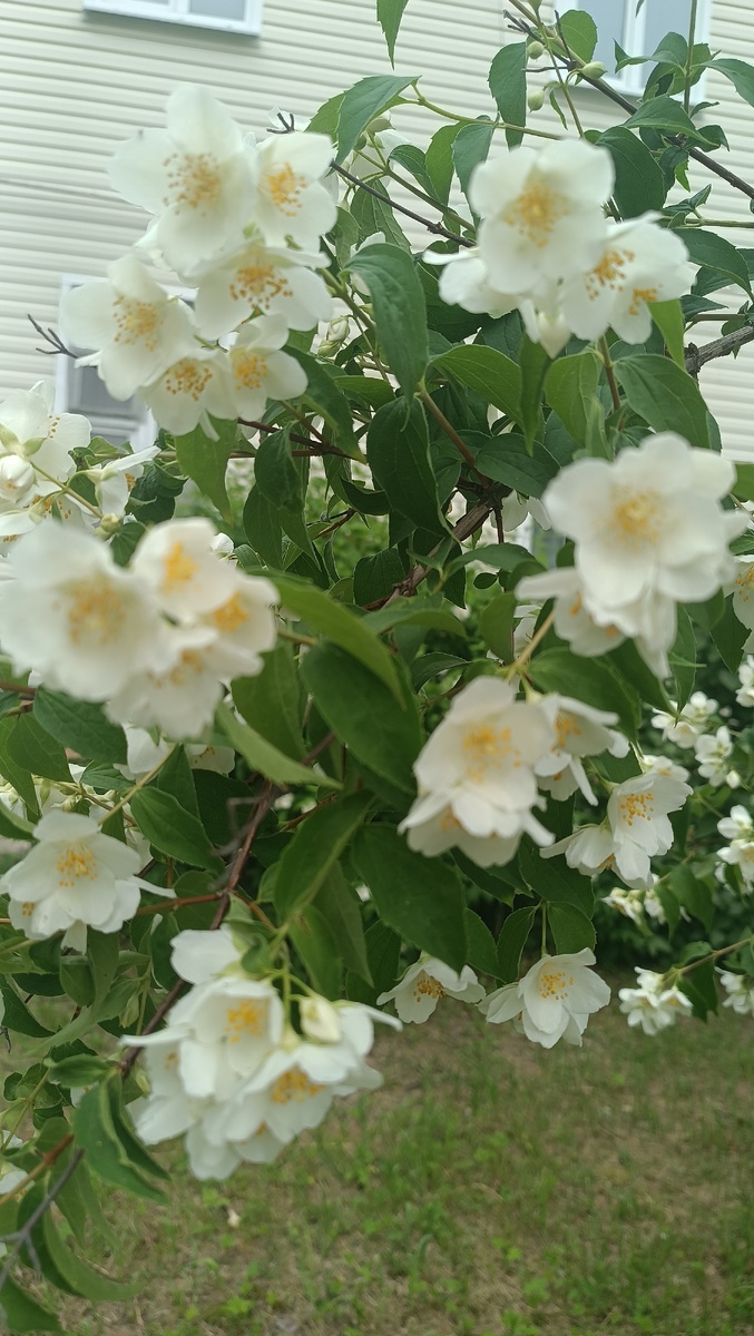 Фото 8.06.2025 г.