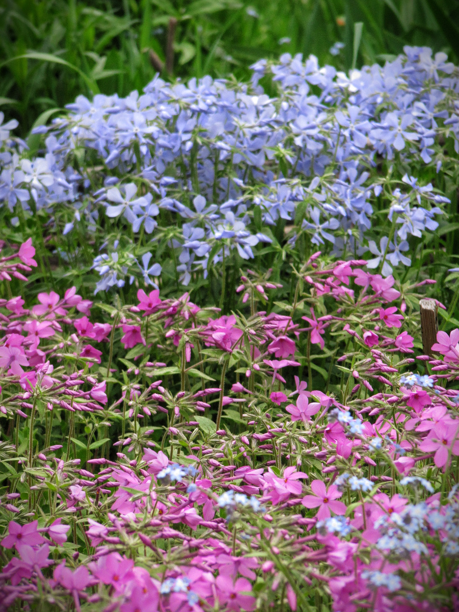 Дивариката, или флокс растопыренный 