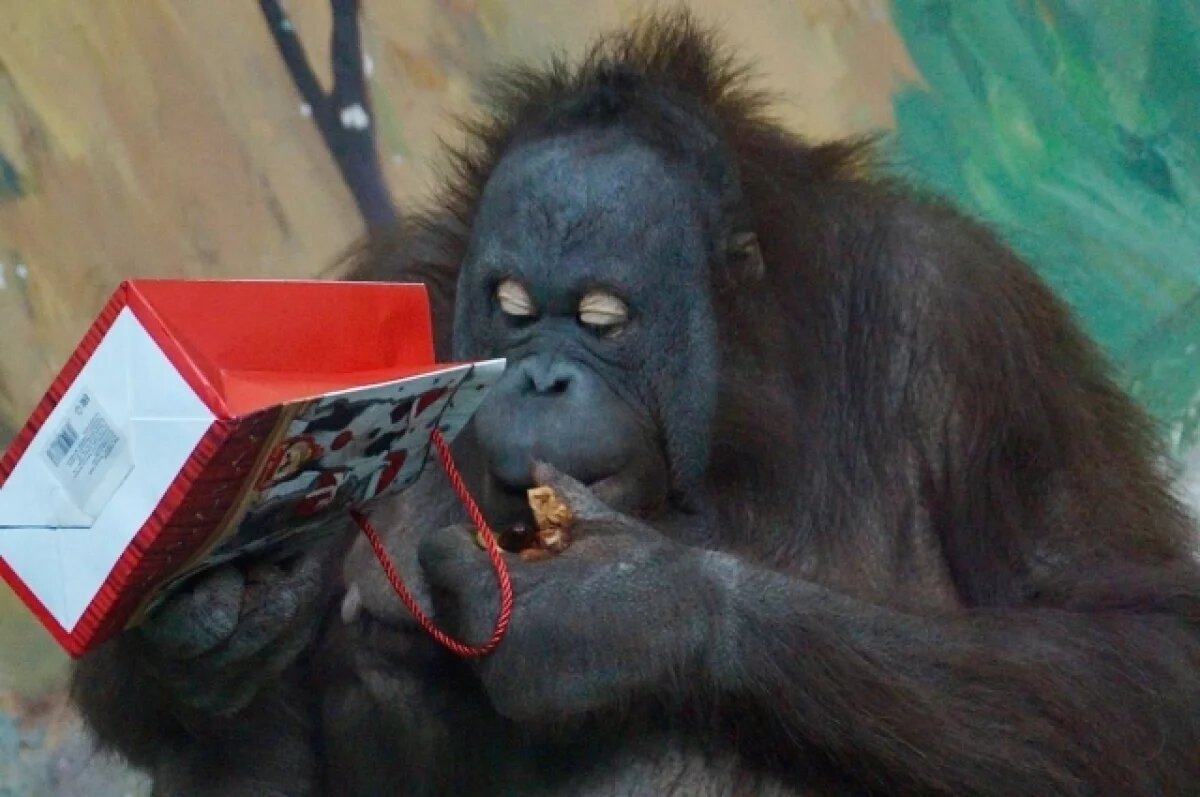    Орангутан Мишель отметила свой 16-й день рождения в Новосибирском зоопарке