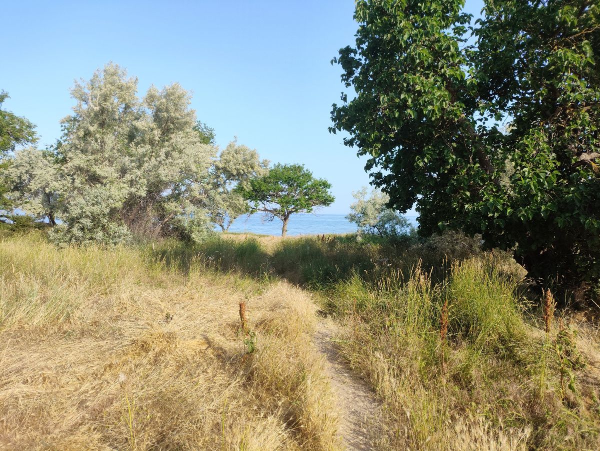 Вот оно, дерево, прямо кпо курсу.