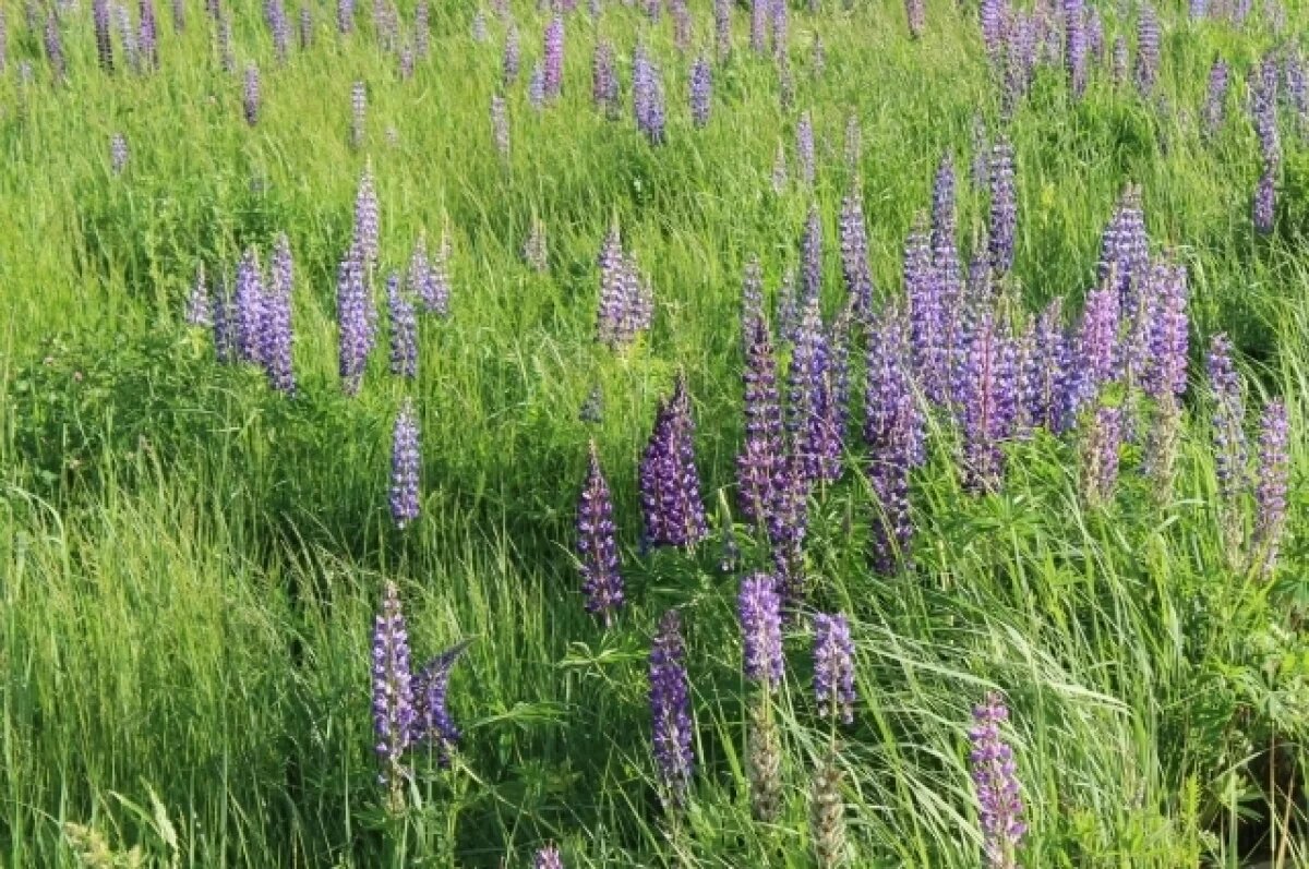    Нижегородцев предупредили, что люпины представляют серьезную опасность
