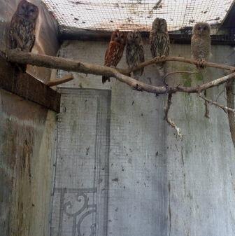 Первенец уже сидит под самой крышей вольера с родителями и соседями.