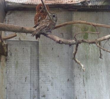 Родители совят