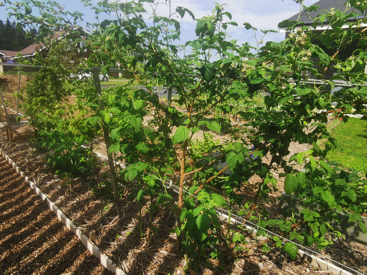 Самый толстый побег в прошлом году прищипнула на высоте шпалеры