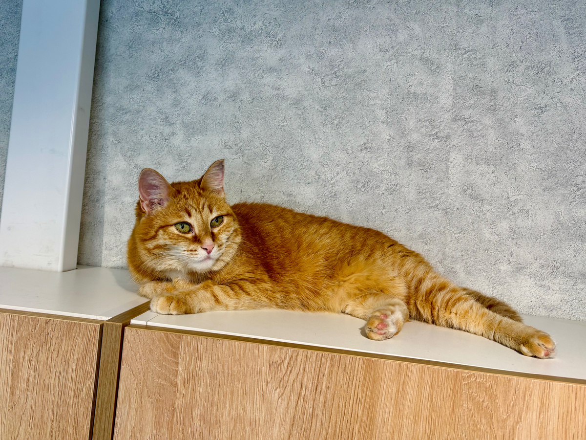 Царь горы. Возлежит на самой высокой точке в квартире