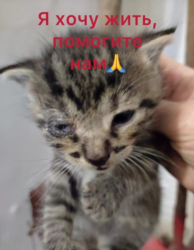 Таким Ян попал к нам