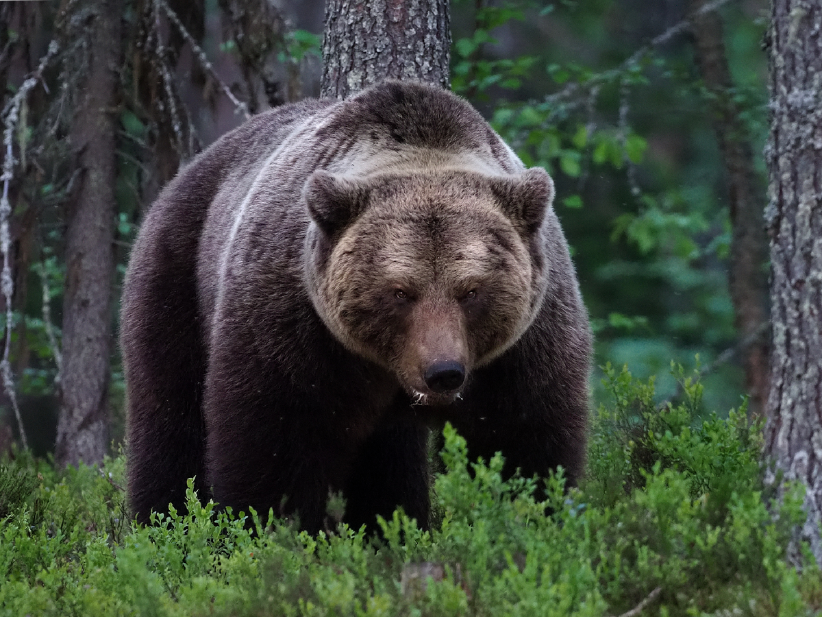 Мощь передних лап медведя настолько высока, что с одного удара он способен свалить и вепря, и сохатого. Фотография: Frank Vassen, CC BY 2.0 