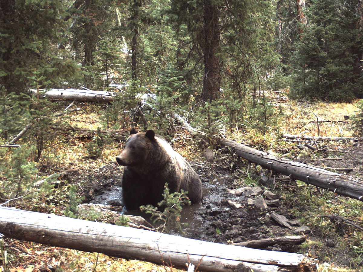 Фотография: Bureau of Land Management, Public domain