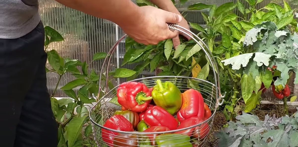 Урожай перцев