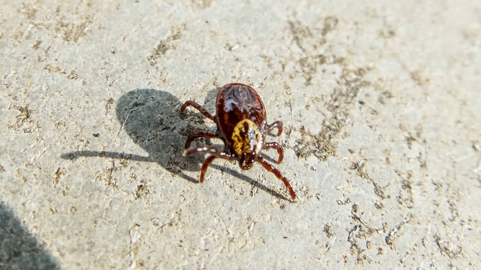 Фото: Игорь Елисеев / Коммерсантъ