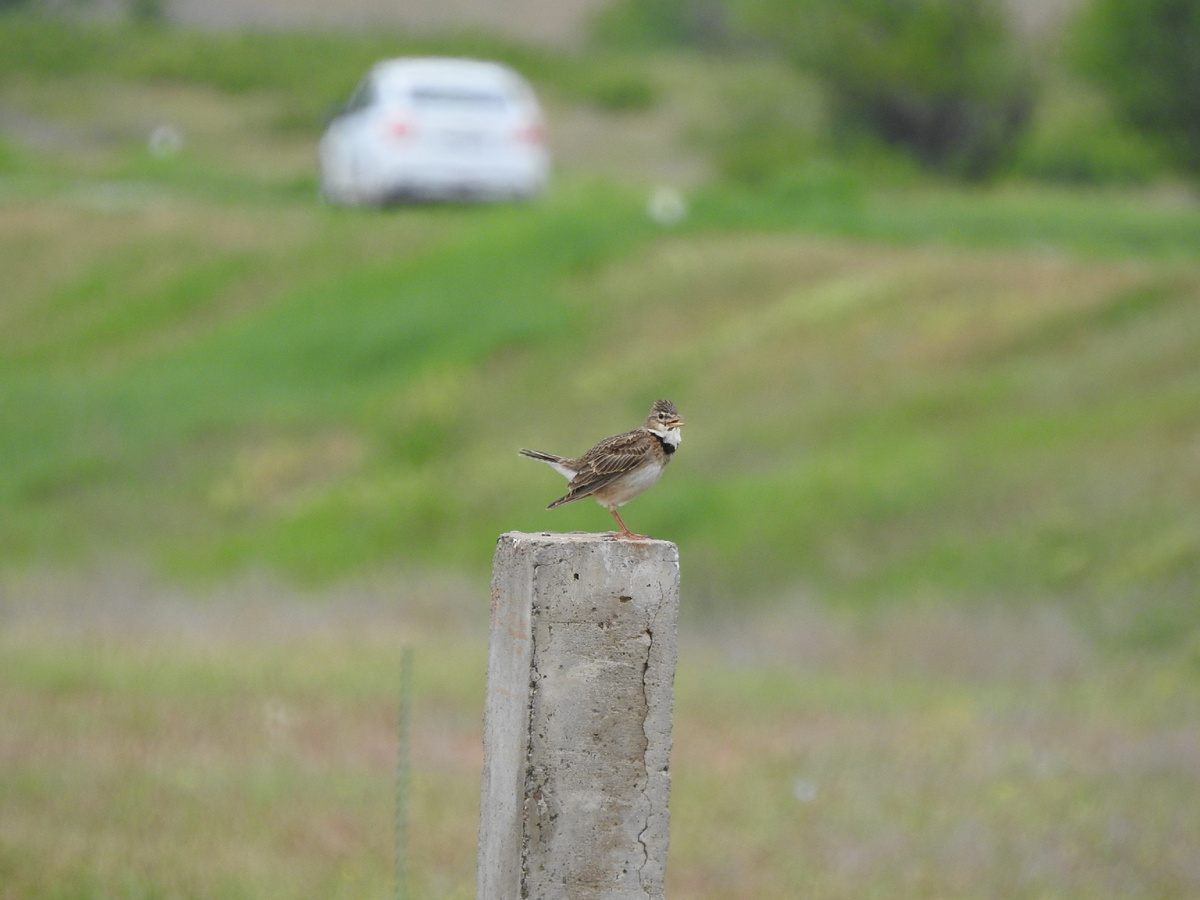 Степной жаворонок, фото автора