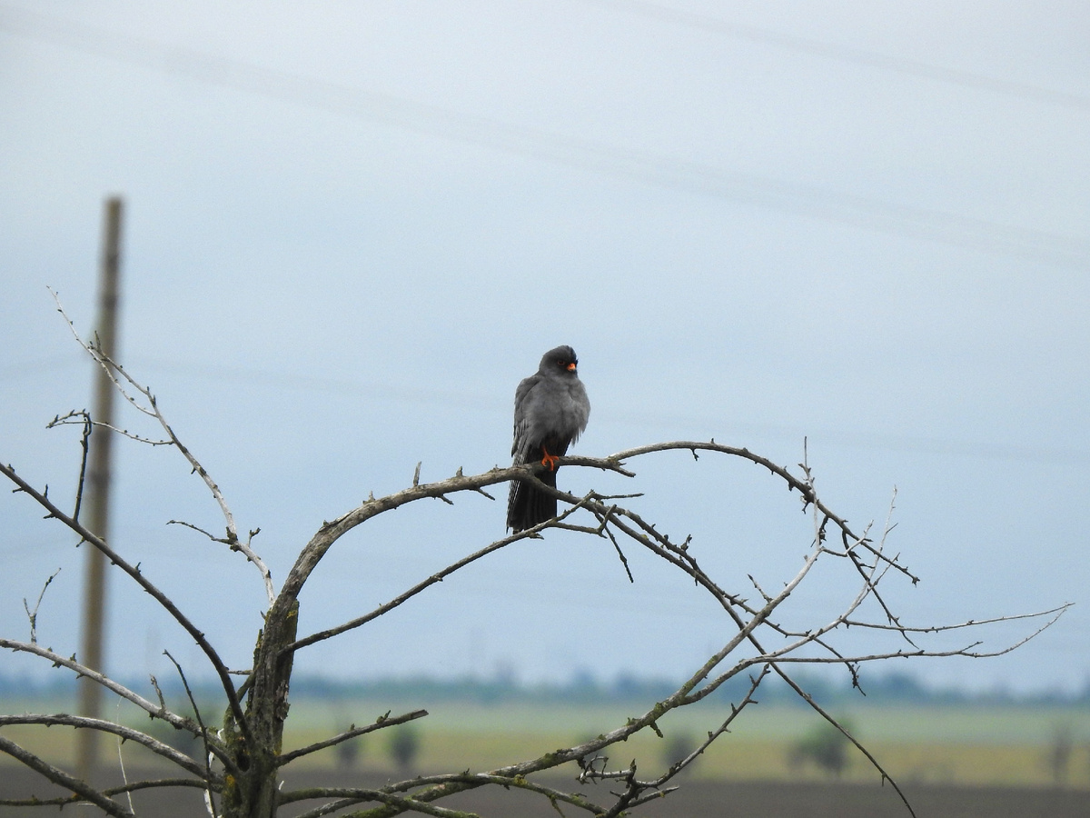 Кобчик, фото автора
