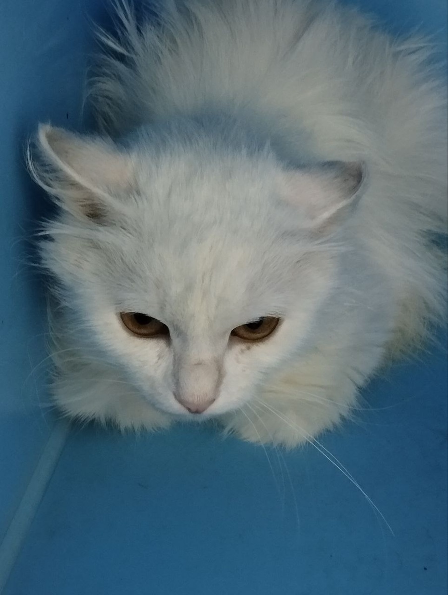 Да я не сержусь. Я печалюсь....